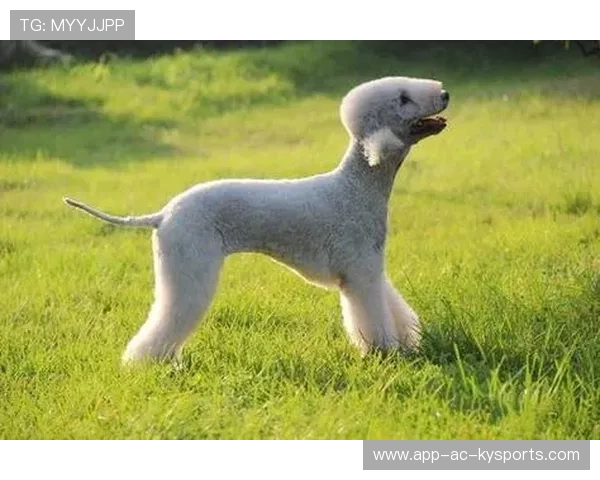 连续替补，小贝林心理压力大增，小贝林顿